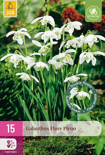 X 15 GALANTHUS FLORE PLENO