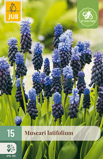 X 15 MUSCARI LATIFOLIUM