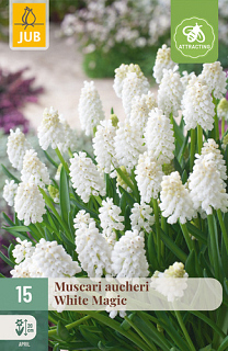 X 15 MUSCARI WHITE MAGIC