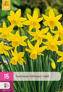 X 15 NARCISSUS FEBRUARY GOLD