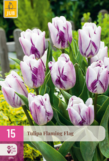 X 15 TULIPA FLAMING FLAG