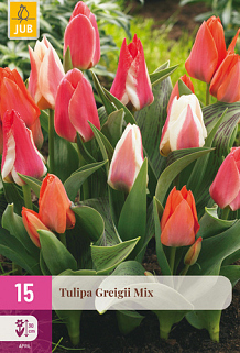 X 15 TULIPA GREIGII MIX