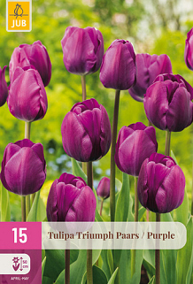 X 15 TULIPA TRIUMPH PAARS