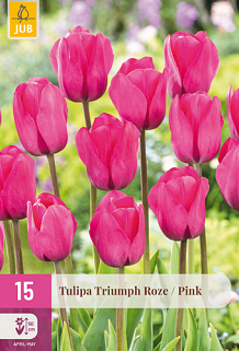 X 15 TULIPA TRIUMPH ROZE