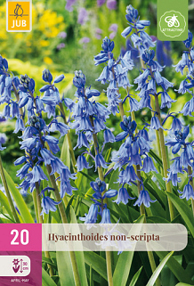 X 20 HYACINTHOIDES NON-SCRIPTA