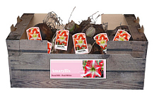 X 20 JUMBO AMARYLLIS ROOD/WIT INCL. LABEL