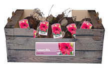 X 20 JUMBO AMARYLLIS ROZE INCL. LABEL