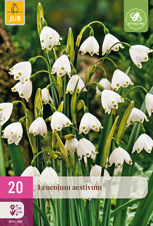 X 20 LEUCOJUM AESTIVUM