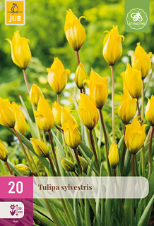 X 20 TULIPA SYLVESTRIS