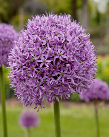 X   25 ALLIUM GLADIATOR
