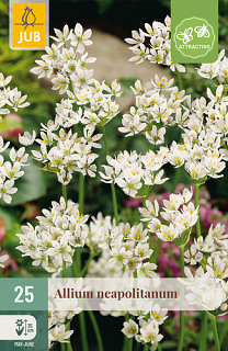 X 25 ALLIUM NEAPOLITANUM
