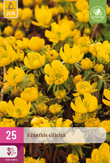 X 25 ERANTHIS CILICICA