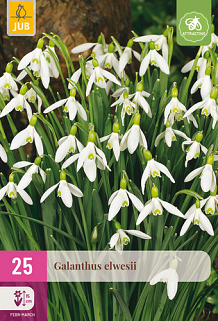 X 25 GALANTHUS ELWESII