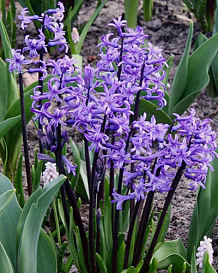X   25 HYACINTHUS MULTIFLORA BLAUW