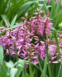 X   25 HYACINTHUS MULTIFLORA ROZE