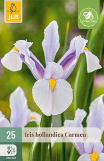 X 25 IRIS HOLLANDICA CARMEN