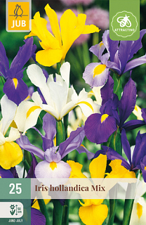 X 25 IRIS HOLLANDICA MIX NJ