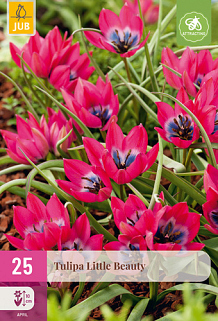X 25 TULIPA LITTLE BEAUTY