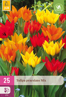 X 25 TULIPA PRAESTANS MIX