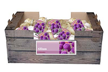 X 30 ALLIUM AMBASSADOR INCL. LABEL