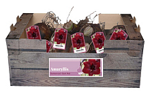 X 30 AMARYLLIS DONKERROOD INCL. LABEL