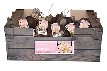 X 30 AMARYLLIS DUBBEL ROZE-WIT INCL. LABEL