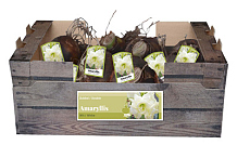 X 30 AMARYLLIS DUBBEL WIT INCL. LABEL