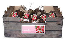 X 30 AMARYLLIS ROOD-WIT INCL. LABEL