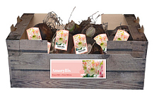 X 30 AMARYLLIS ROZE-WIT INCL. LABEL