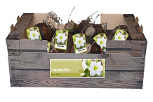 X 30 AMARYLLIS WIT INCL. LABEL