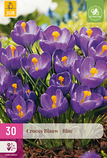 X 30 CROCUS BLAUW