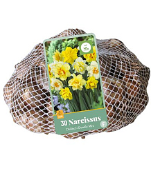 X   30 NARCISSUS DUBBEL MIX