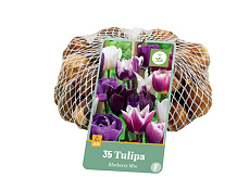 X   35 TULIPA BLUEBERRY MIX