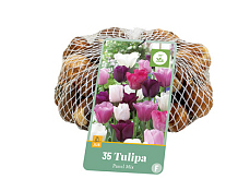 X   35 TULIPA PASTEL MIX