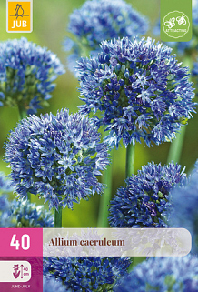 X 40 ALLIUM CAERULEUM