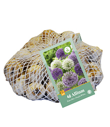 X   40 ALLIUM PAARS - WIT