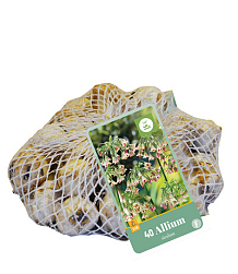 X   40 ALLIUM SICULUM