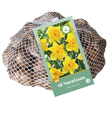 X   40 NARCISSUS GEEL
