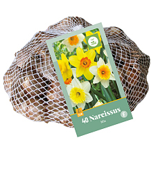 X   40 NARCISSUS GROOTKRONIG MIX