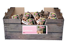 X 50 COLCHICUM GIANT INCL. LABEL