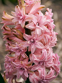 X   50 HYACINTHUS DUBBEL ROZE