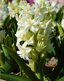 X   50 HYACINTHUS DUBBEL WIT