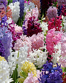 X   50 HYACINTHUS MIX