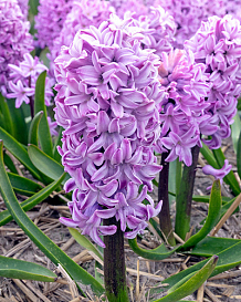 X   50 HYACINTHUS PURPLE VOICE