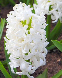 X   50 HYACINTHUS WHITE PEARL