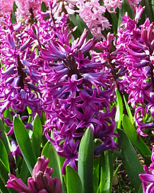 X   50 HYACINTHUS WOODSTOCK