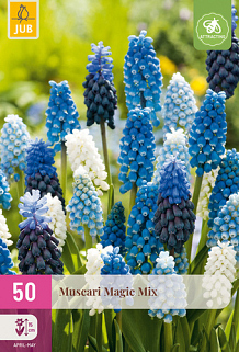 X 50 MUSCARI MAGIC MIX