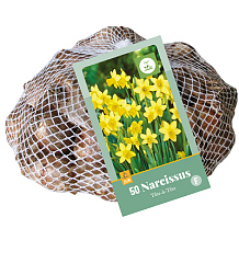 X   50 NARCISSUS  TETE-A-TETE
