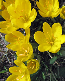 X   50 STERNBERGIA LUTEA