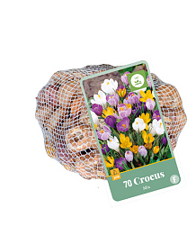 X   70 CROCUS MIX